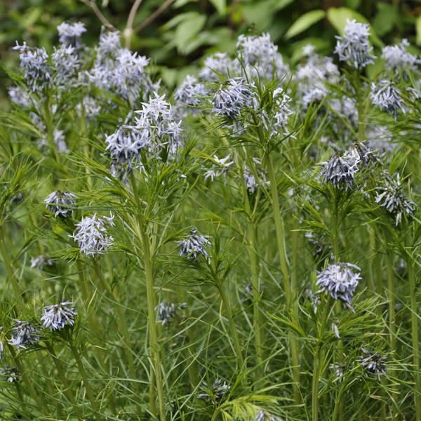 claireaustin-hardyplants2982946