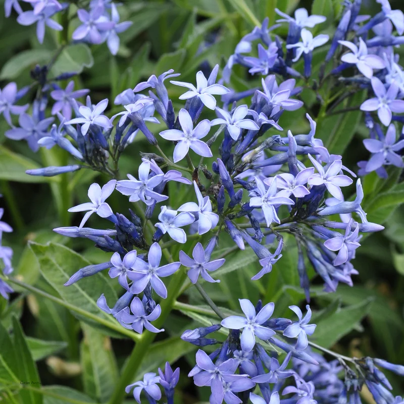 claireaustin-hardyplants2983050