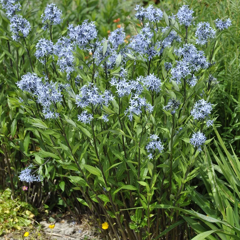 claireaustin-hardyplants2983099