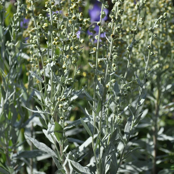 claireaustin-hardyplants2983138