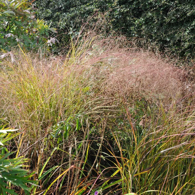 claireaustin-hardyplants2983277