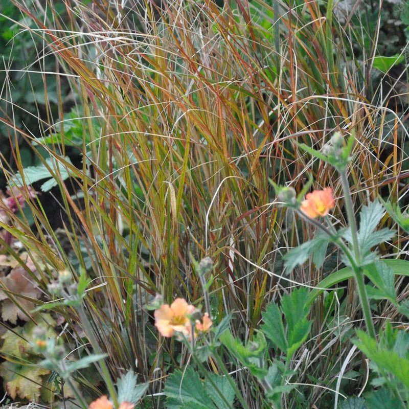 claireaustin-hardyplants2983309