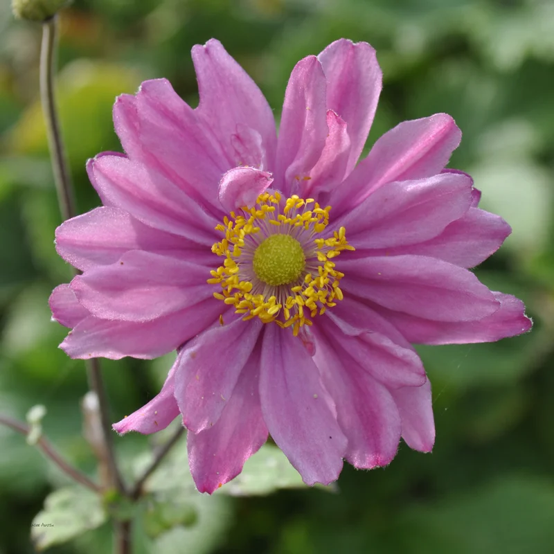 claireaustin-hardyplants2983485