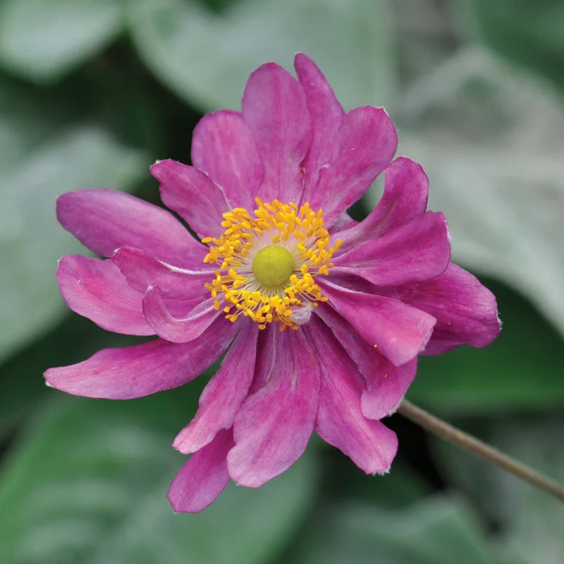 claireaustin-hardyplants2983633