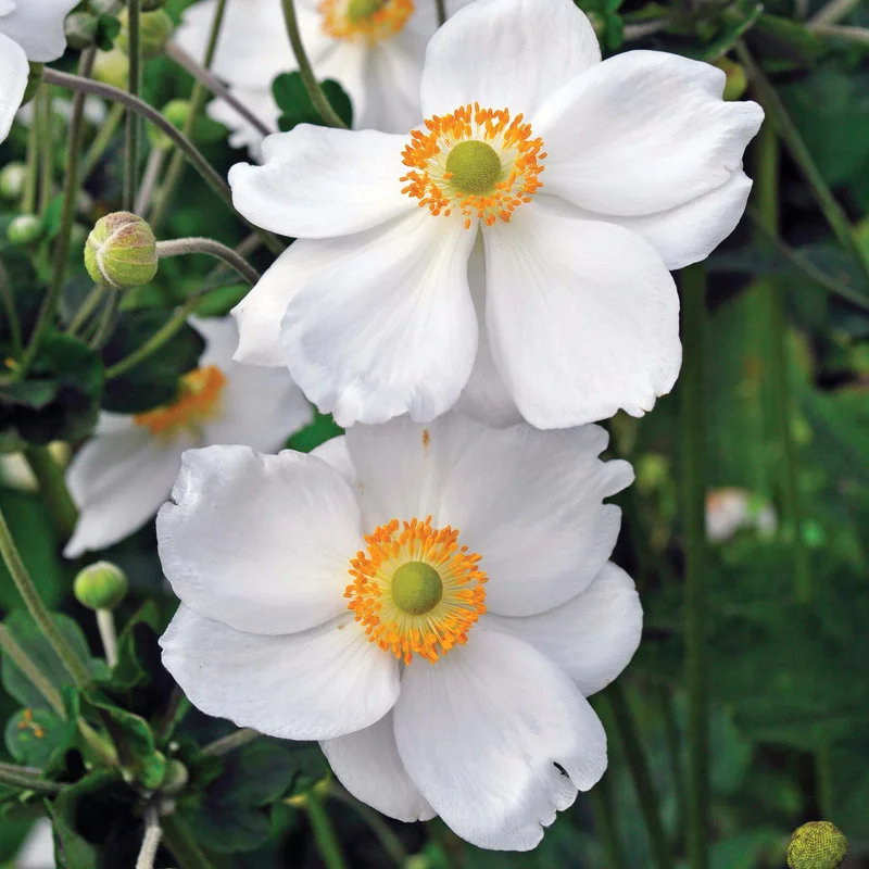 claireaustin-hardyplants2983724
