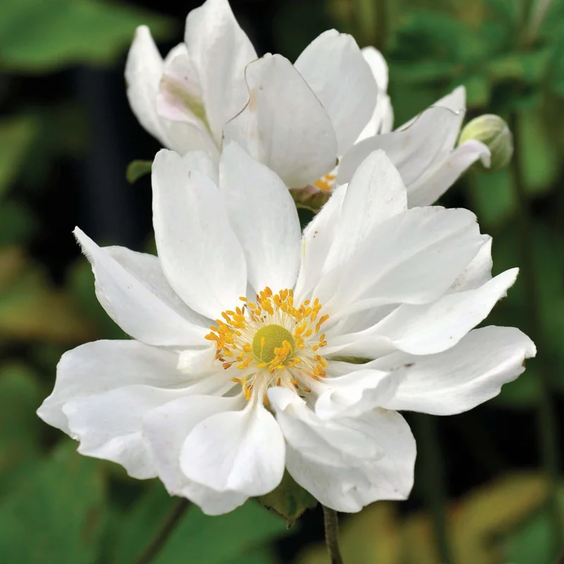 claireaustin-hardyplants2983992