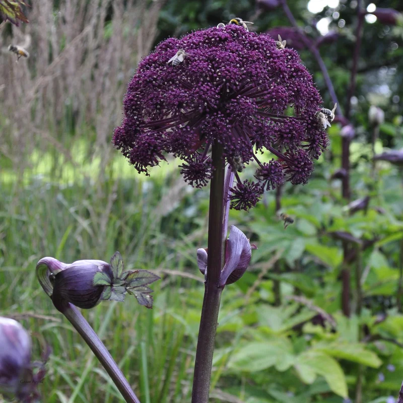 claireaustin-hardyplants2984072