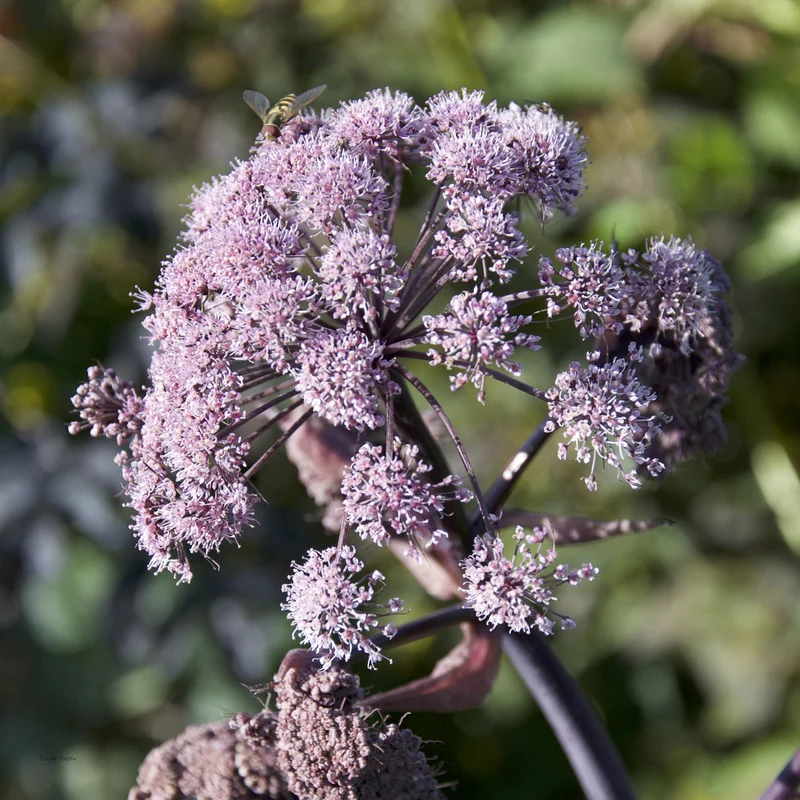 claireaustin-hardyplants2984216