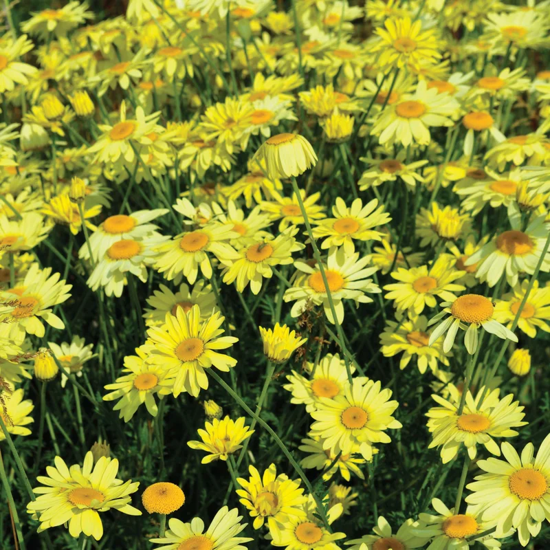 claireaustin-hardyplants2984276