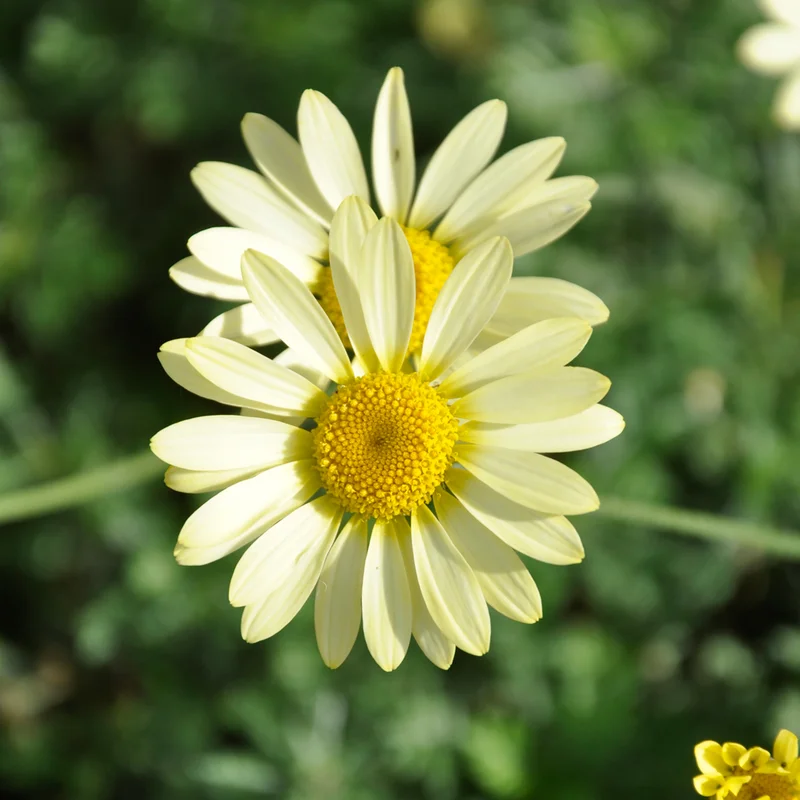 claireaustin-hardyplants2984329