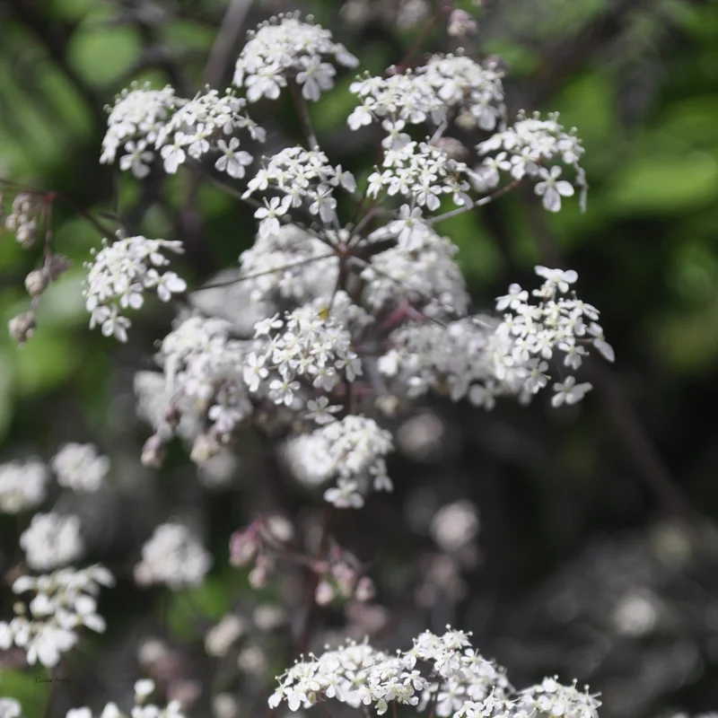 claireaustin-hardyplants2984406