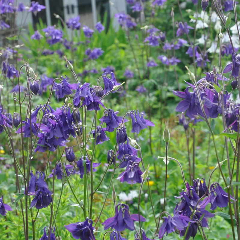claireaustin-hardyplants2984440