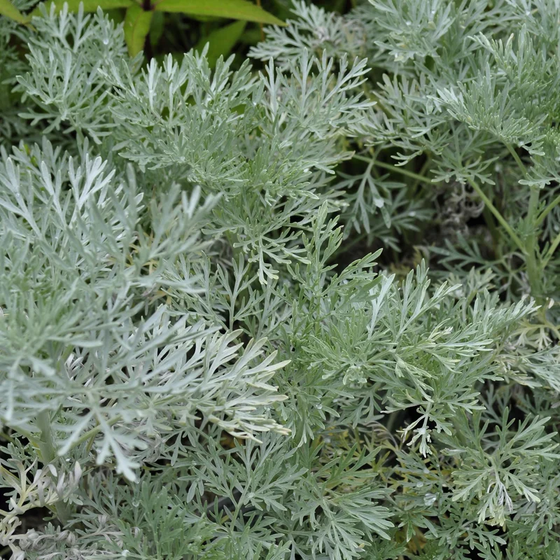 claireaustin-hardyplants2984832