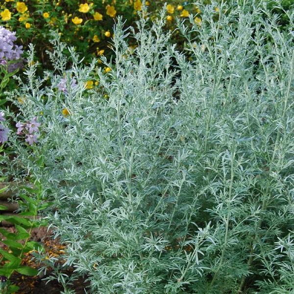 claireaustin-hardyplants2984881