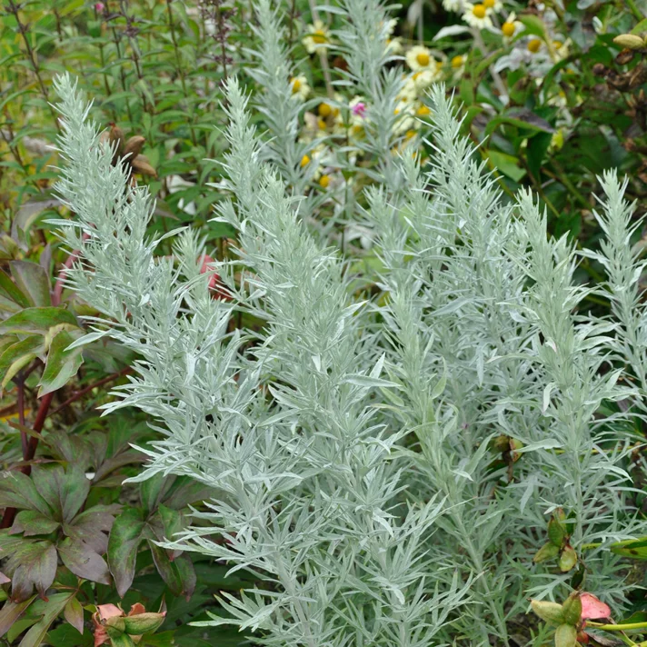 claireaustin-hardyplants2985006