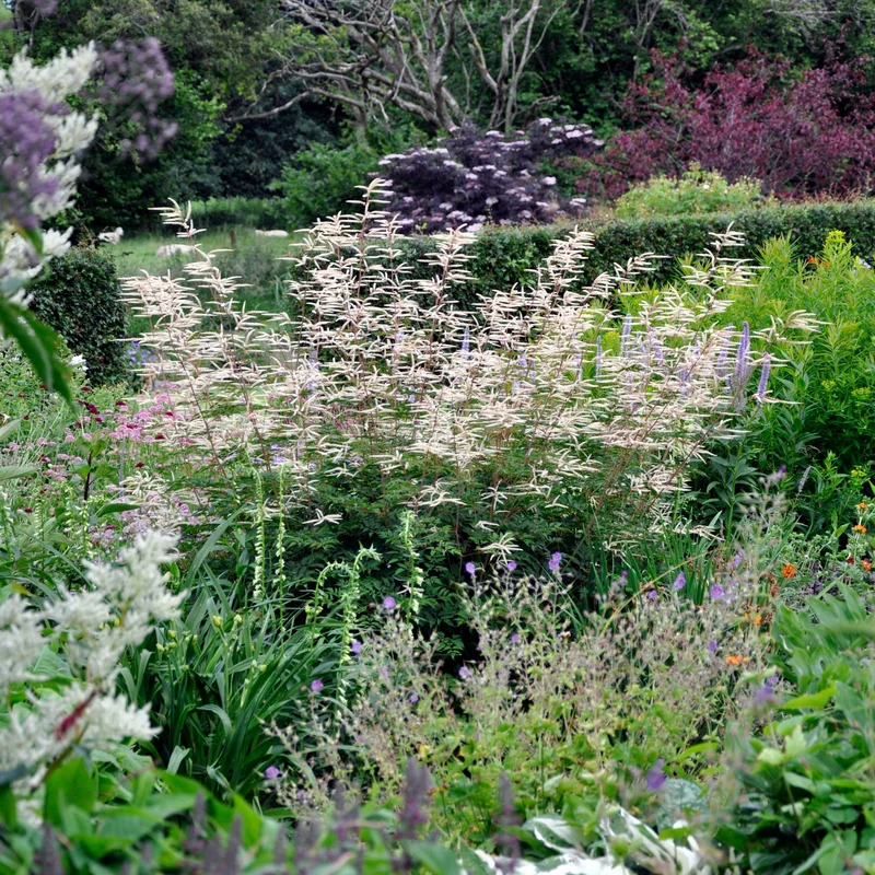claireaustin-hardyplants2985179
