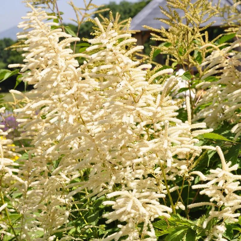claireaustin-hardyplants2985408