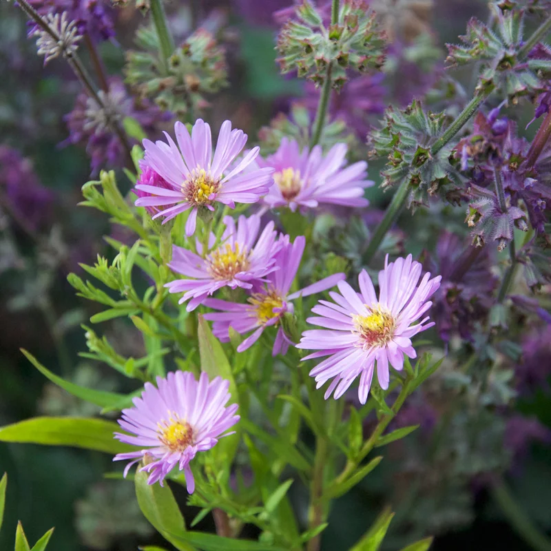 claireaustin-hardyplants2985731