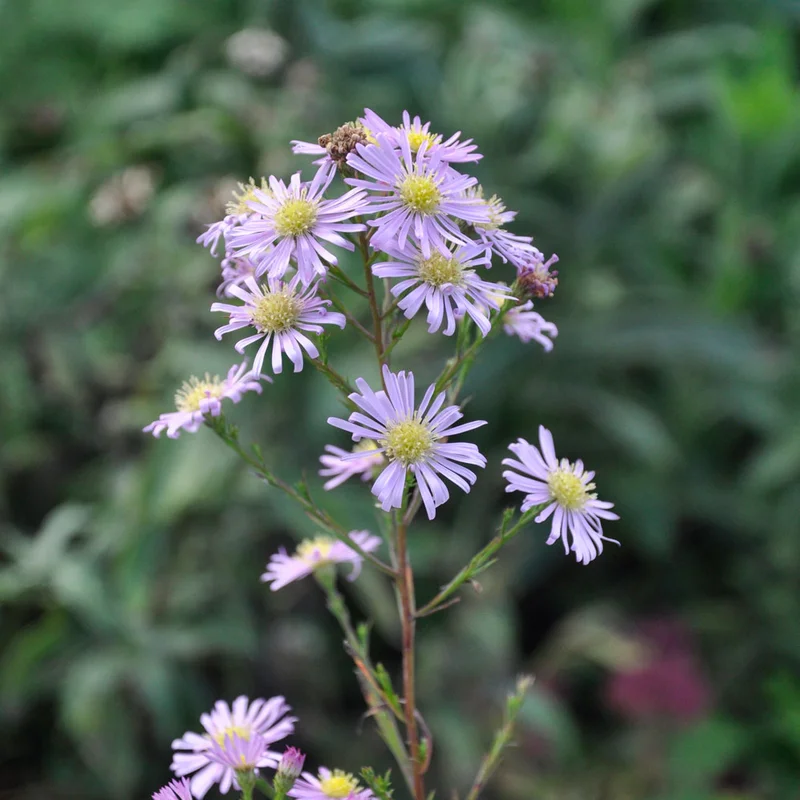 claireaustin-hardyplants2985789