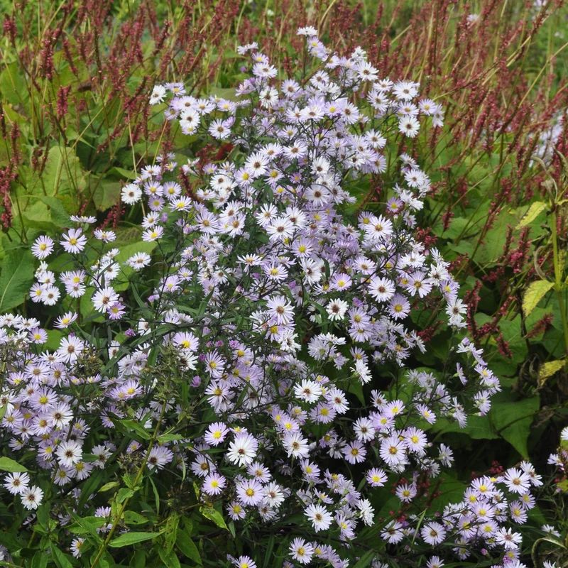 claireaustin-hardyplants2985945