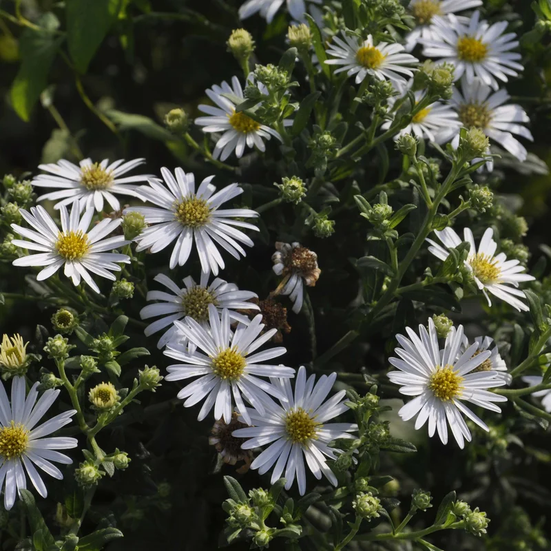claireaustin-hardyplants2986051