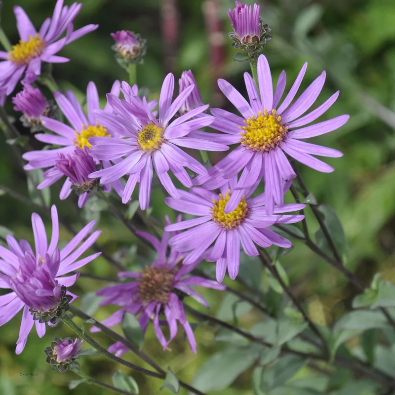 claireaustin-hardyplants2986150