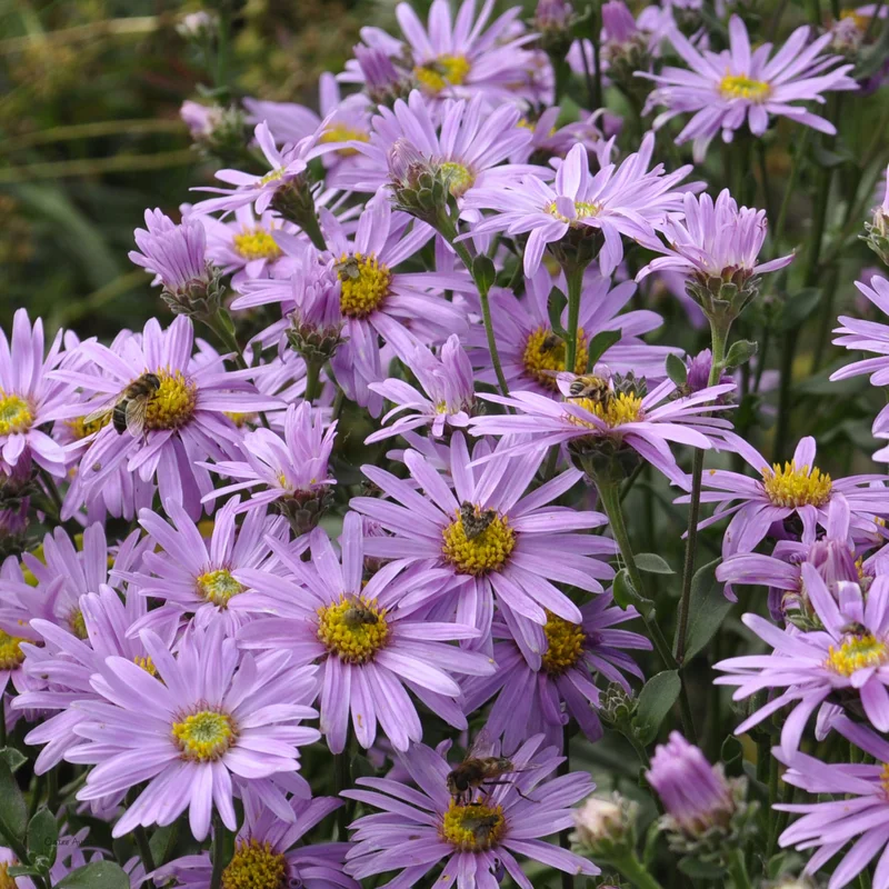 claireaustin-hardyplants2986256
