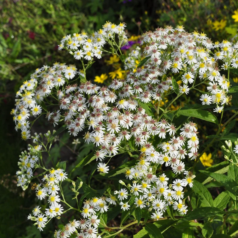 claireaustin-hardyplants2986665