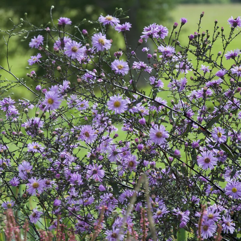 claireaustin-hardyplants2986711
