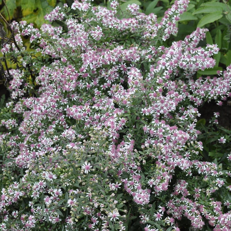 claireaustin-hardyplants2986802