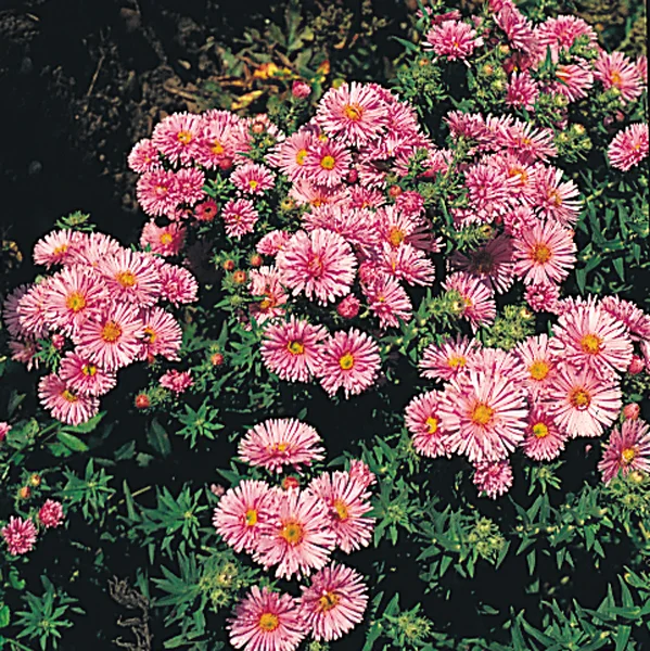 claireaustin-hardyplants2987021