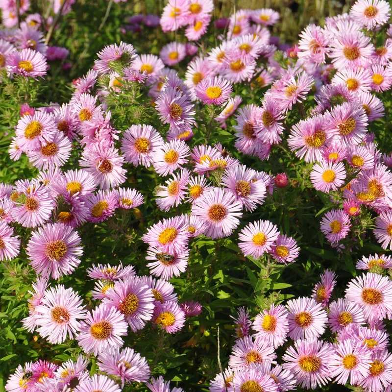 claireaustin-hardyplants2987071