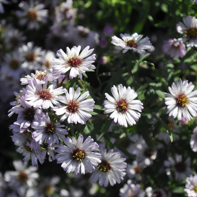 claireaustin-hardyplants2987239