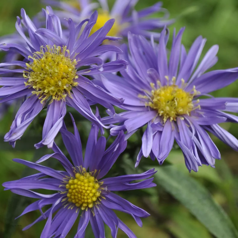 claireaustin-hardyplants2987434