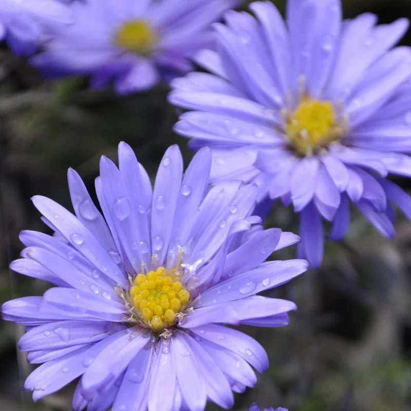 claireaustin-hardyplants2987569