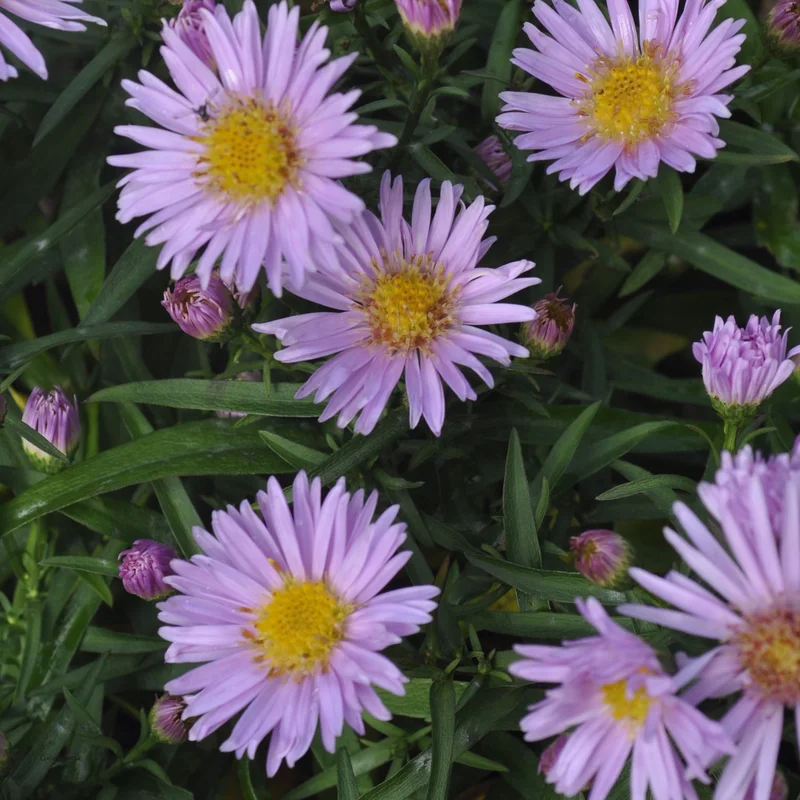 claireaustin-hardyplants2987601