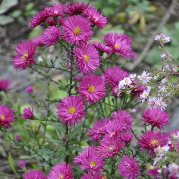 claireaustin-hardyplants2987673