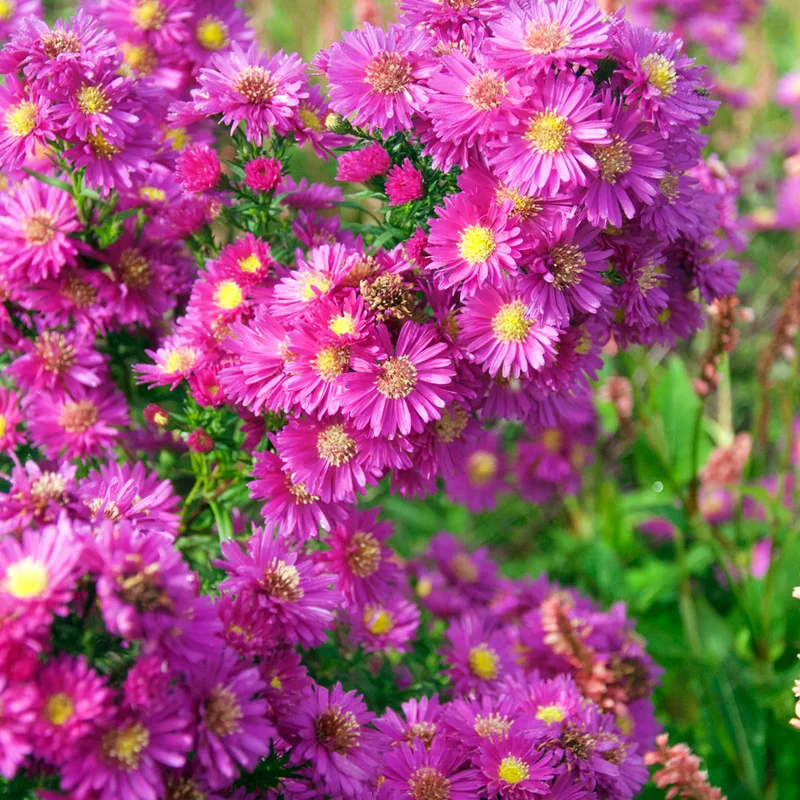 claireaustin-hardyplants2987750
