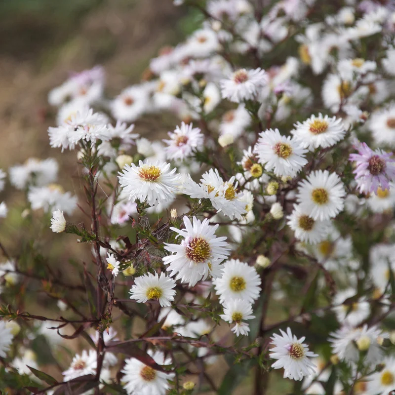 claireaustin-hardyplants2987931