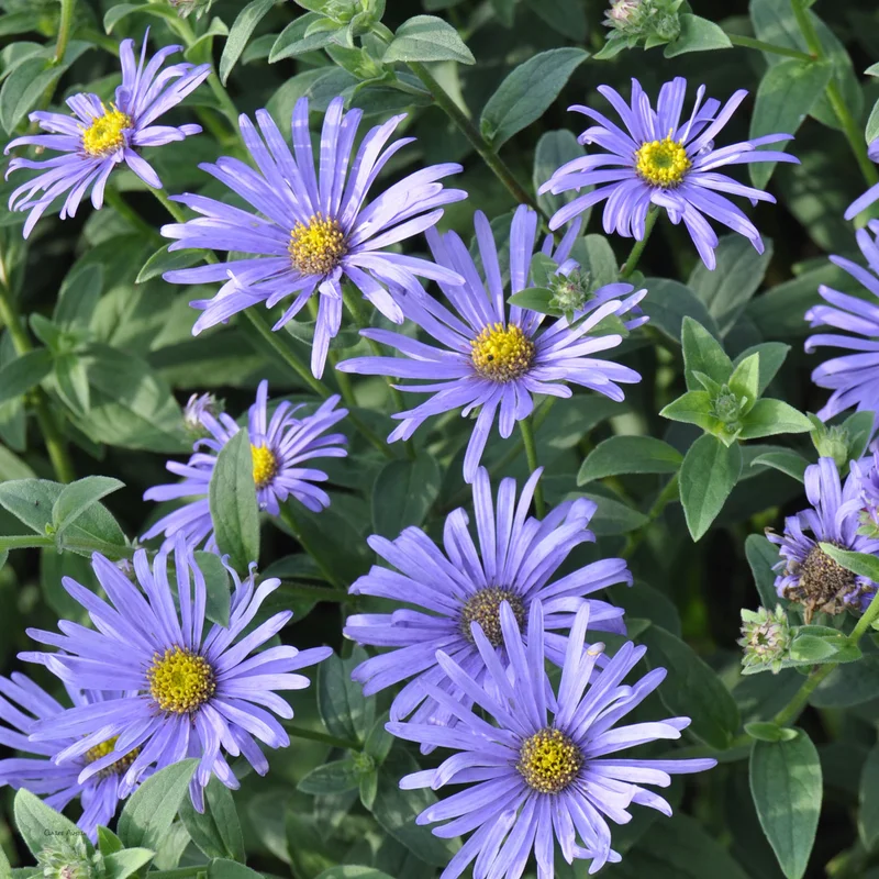 claireaustin-hardyplants2988297