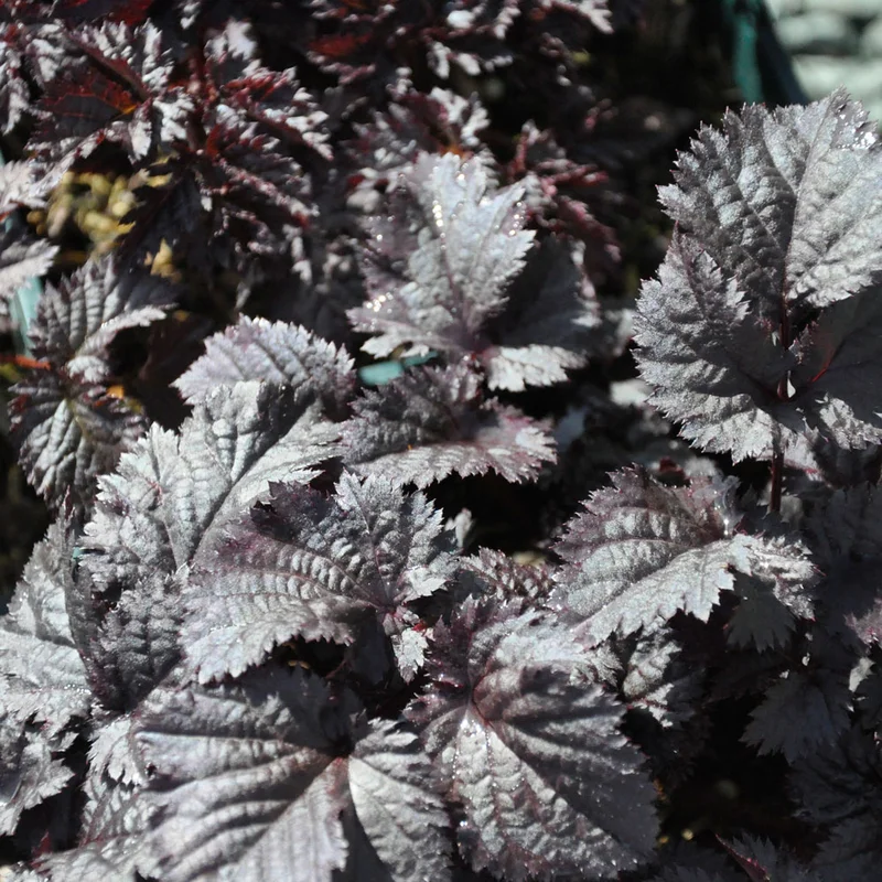 claireaustin-hardyplants2988418
