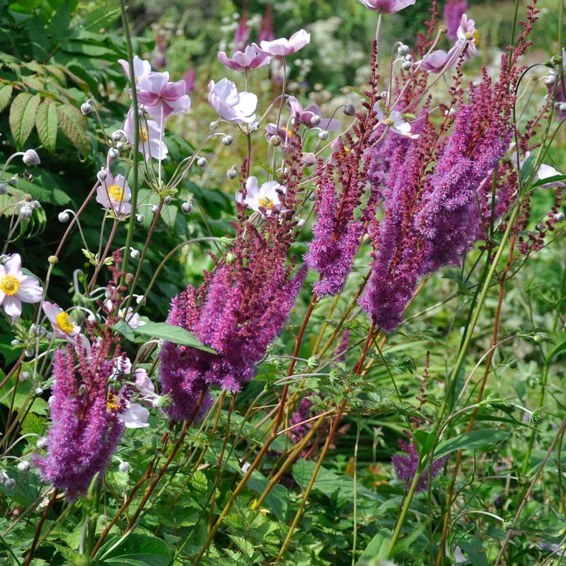 claireaustin-hardyplants2988940