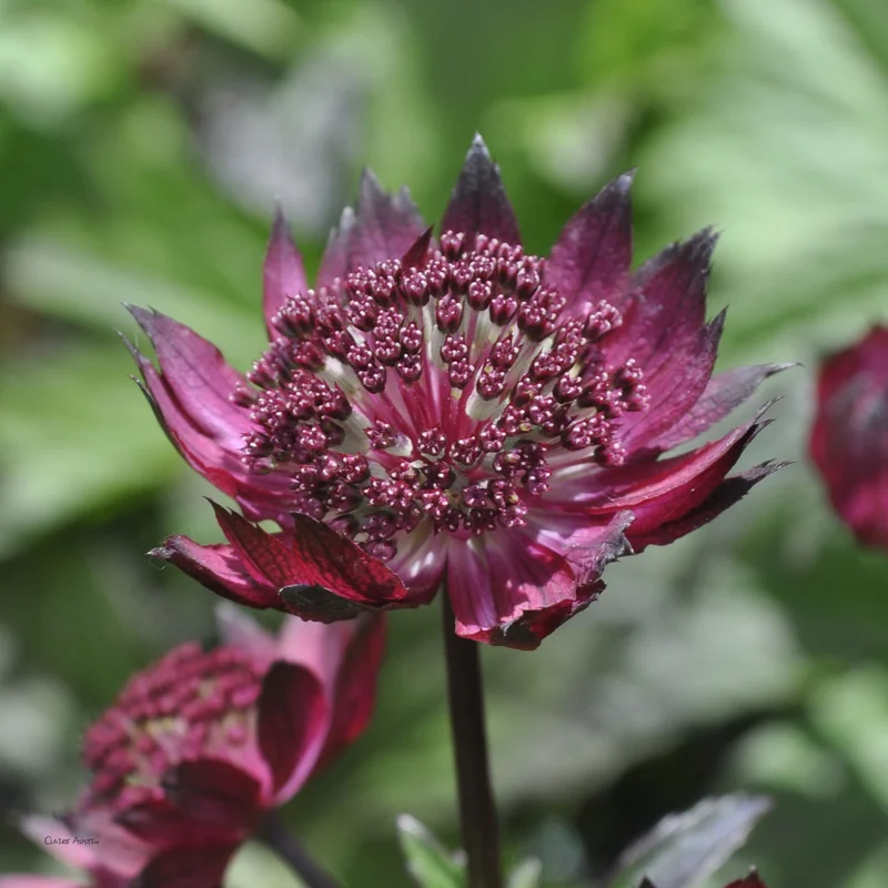 claireaustin-hardyplants2989196