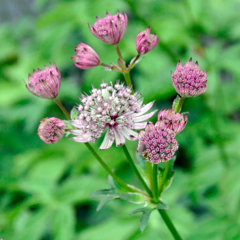 claireaustin-hardyplants2989231