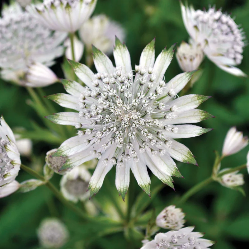 claireaustin-hardyplants2989332