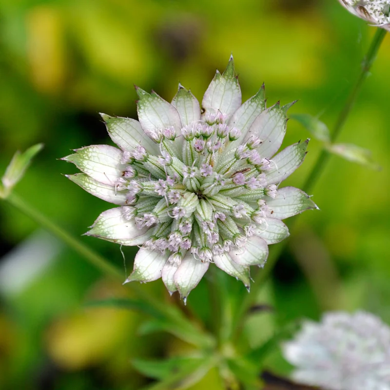 claireaustin-hardyplants2989360
