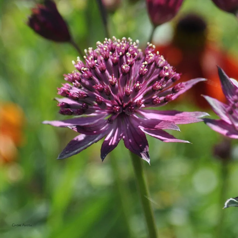 claireaustin-hardyplants2989385