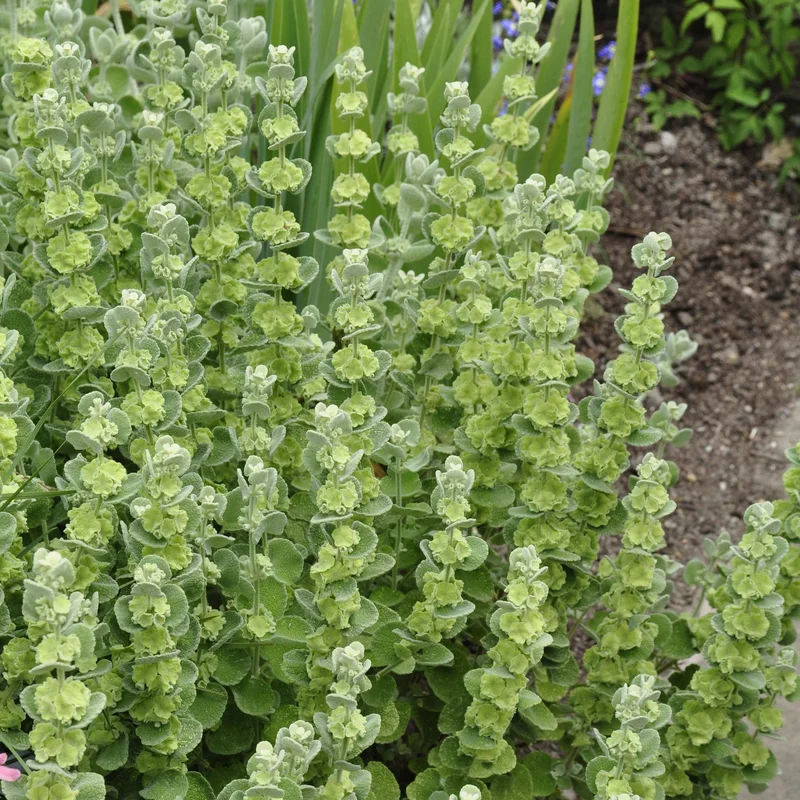 claireaustin-hardyplants2989439