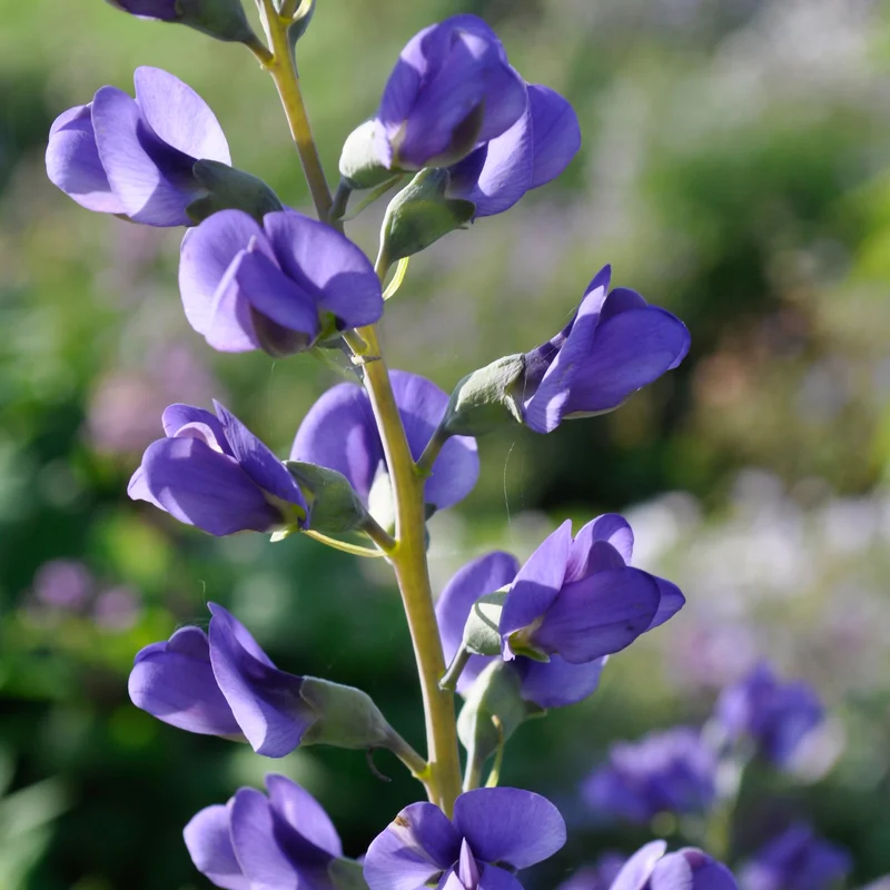 claireaustin-hardyplants2989527