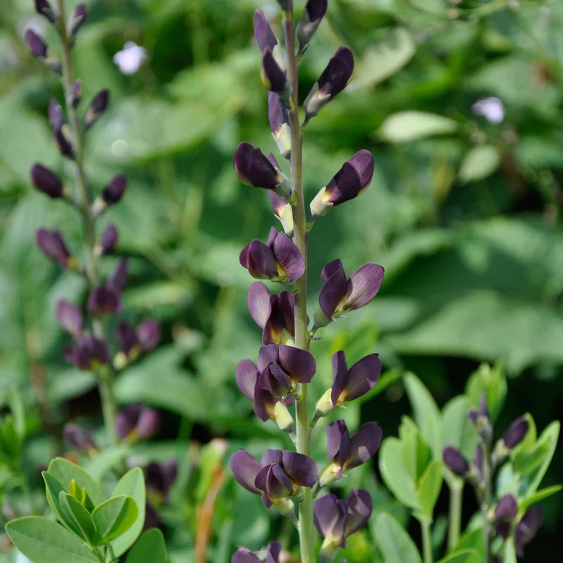 claireaustin-hardyplants2989594